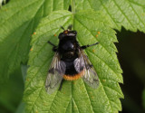Humleblomfluga <br> Volucella bombylans