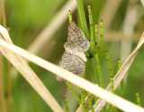 Tistelmalmtare <br> Eupithecia satyrata