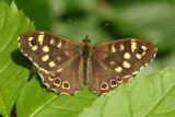 Kvickgrsfjril<br> Specled Wood<br> Pararge aegeria tircus