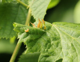 Lindhorn Eriophyes tiliae