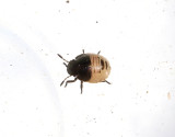 Torrgrsbrfis <br> Eurygaster maura