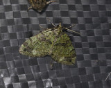 Vattrad fltmtare <br> Hydriomena furcata