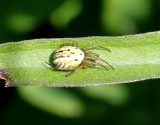 Ljusterspindel <br> Mangora acalypha