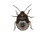 Tallbrfis<br>Chlorochroa pinicola