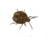 Hrig brfis <br> Sloe Bug <br>Dolycoris baccarum