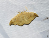 Brun sikelvinge <br> Drepana curvatula