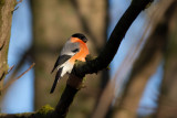 LATEST BIRDS - Senaste fågelfotona