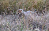 cheetah cub trying to keep up.jpg