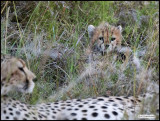 cheetah cub w mom.jpg