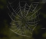 Spider Web