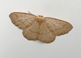 Yellow-headed Looper (6892)