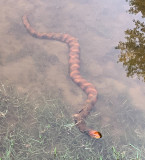 Midland Water Snake