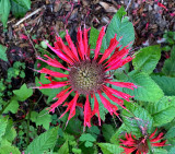 Beebalm, Scarlet