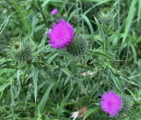 Thistle, Bull