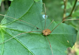 Harvestman