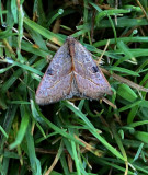 Wedgling Moth (9688)