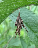 Common Bagworm Moth (0437)
