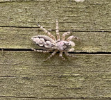 Platycryptus undatus (Brown Jumping Spider)
