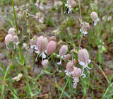 Campion, Bladder