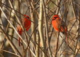 Two Males Squaring Off