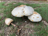 Parasol Mushroom