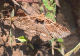 Maple Zale Moth (8692)