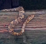 Midland Water Snake