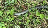 Speckled Kingsnake