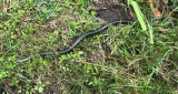 Speckled Kingsnake