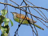 Yellow-billed Cuckoo 