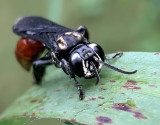 Traditional Sphecidae/Apoid Wasps