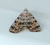 American Idia Moth (8322)