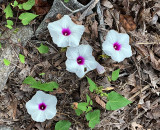 Wild Potato Vine 