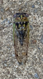 Daviss Southeastern Dog-day Cicada
