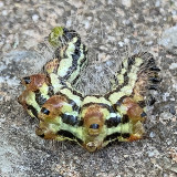 Contracted Datana Caterpillar (7906)