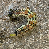 Contracted Datana Caterpillar (7906)