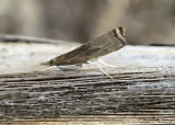 Bluegrass Webworm Moth (5451)