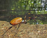Golden Silk Orbweaver Spider