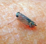 Leafhoppers and Sharpshooters (Family Cicadellidae)