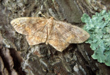 U.S. MOTHS: Thyrididae - Geometridae:Lithostege