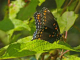 Red-spotted Purple 