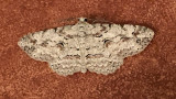 Brown-shaded Gray Moth (6586)