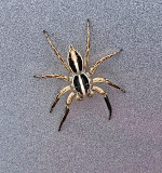 Pantropical Jumping Spider (Plexippus sp.)