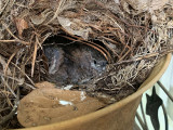 Carolina Wren Chicks ready to fledge