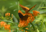 Male Diana Fritillary and Great Spangled Fritillary