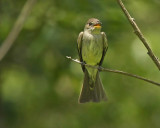 Acadian Flycatcher 