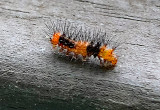 Giant Leopard Moth Caterpillar (8146)