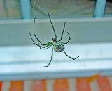 Orchard Spider