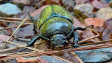 Eastern Hercules Beetle - Female