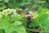 Sculptured Resin Bee